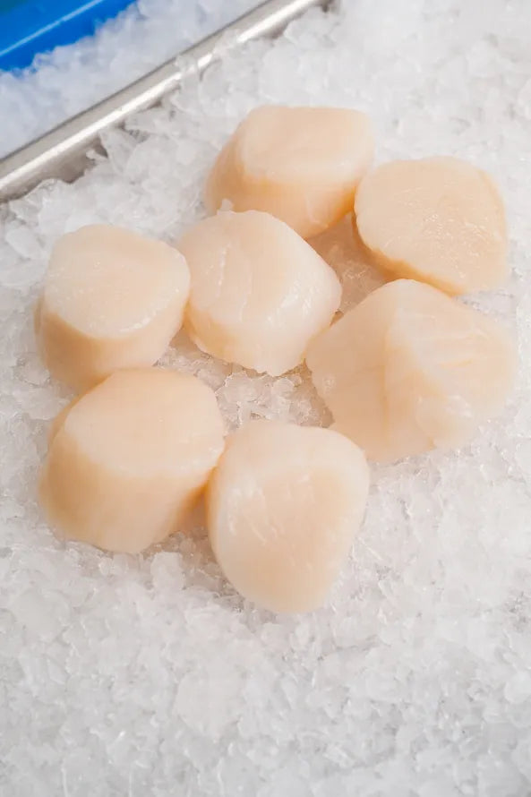 Scallops