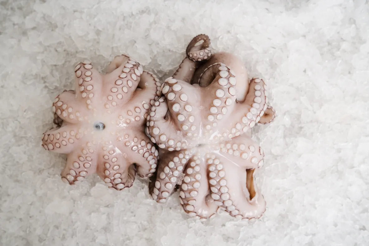 Wild Caught Whole Moroccan Baby Octopus